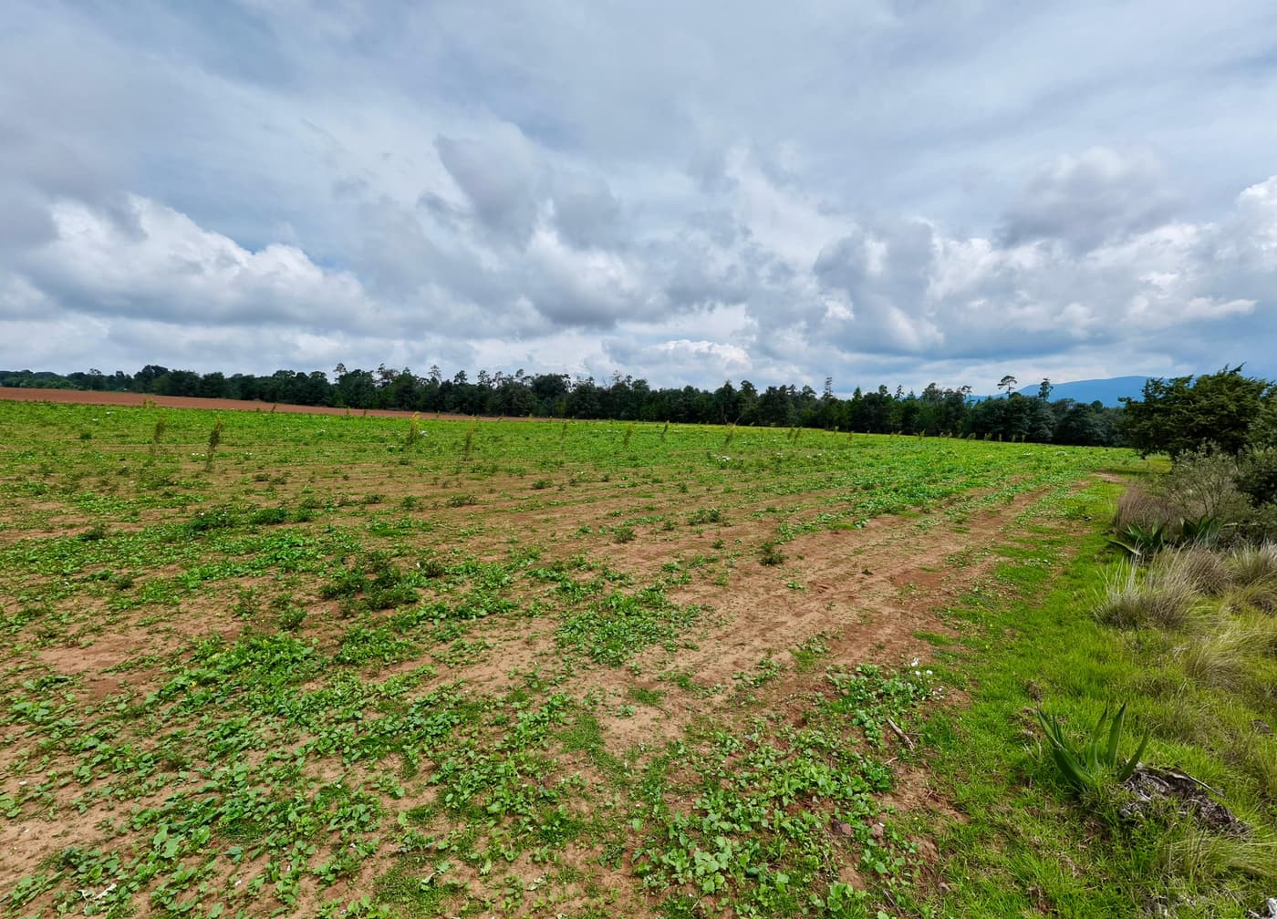 Lote en medio del predio con vista al bosque, ideal para tu cabaña