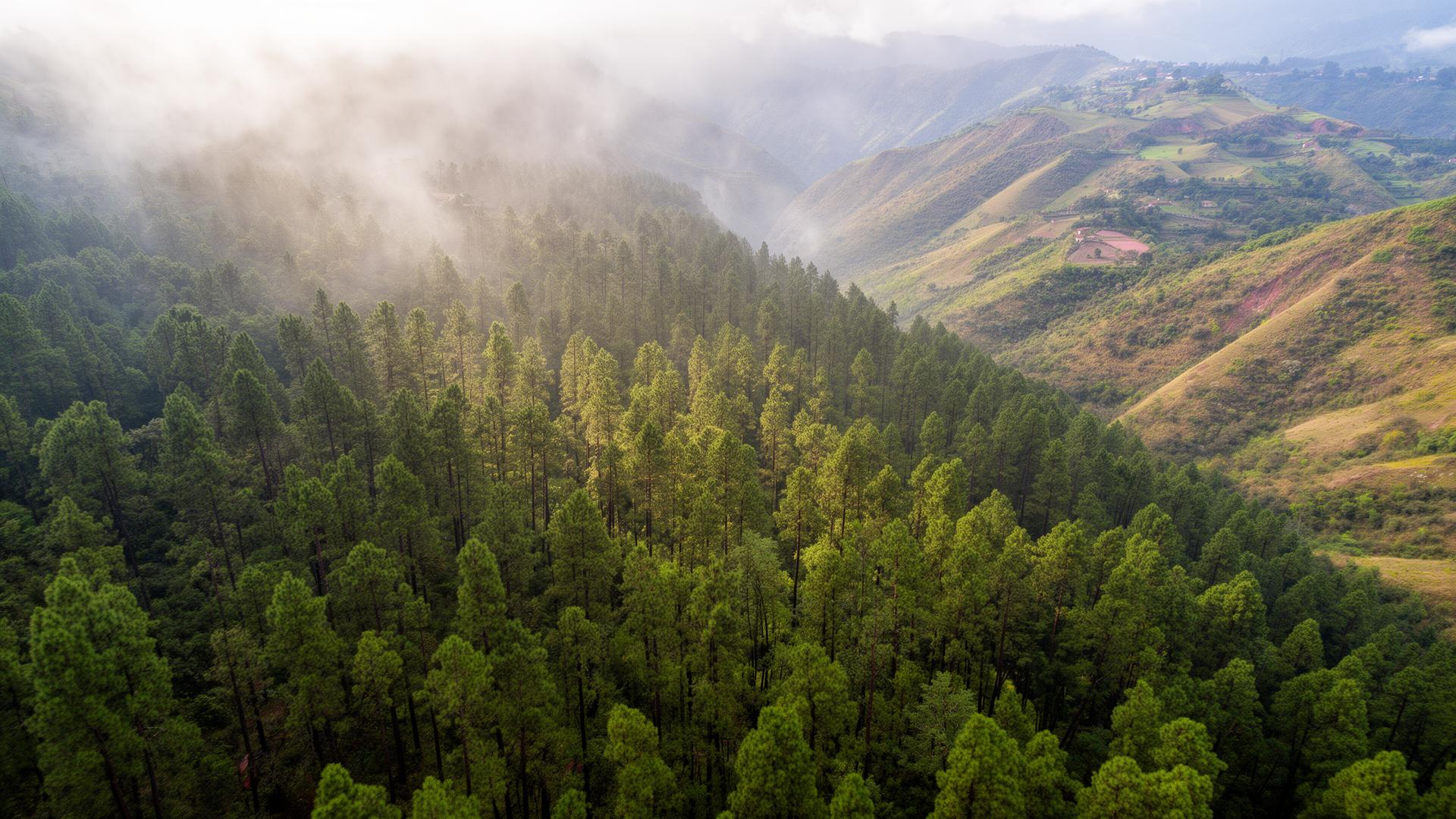 Bosque verde de fondo